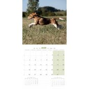 Calendrier 2025 Chien Beagle