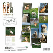 Calendrier 2025 Chien Golden Retriever