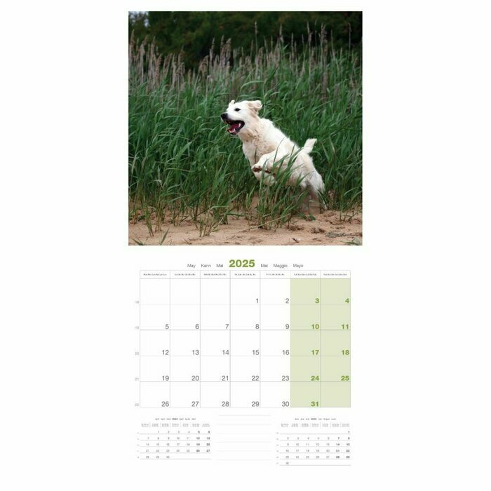 Calendrier 2025 Chien Golden Retriever
