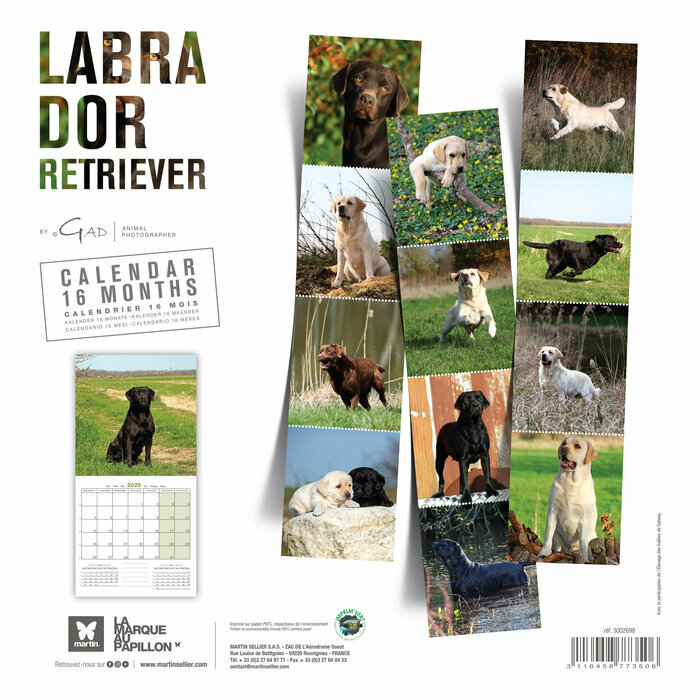 Calendrier 2025 Chien Labrador Retriever toutes couleurs