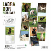 Calendrier 2025 Chien Labrador Retriever toutes couleurs