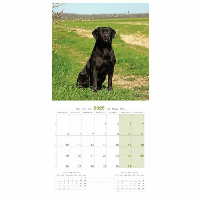 Calendrier Mural  2025 Chien Labrador Retriever