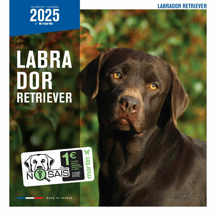 Calendrier Mural  2025 Chien Labrador Retriever