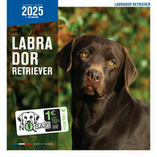 Calendrier Mural  2025 Chien Labrador Retriever