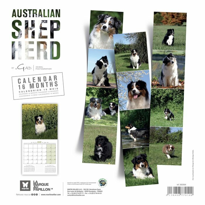 Calendrier 2025 Chien Berger Australien toutes couleurs