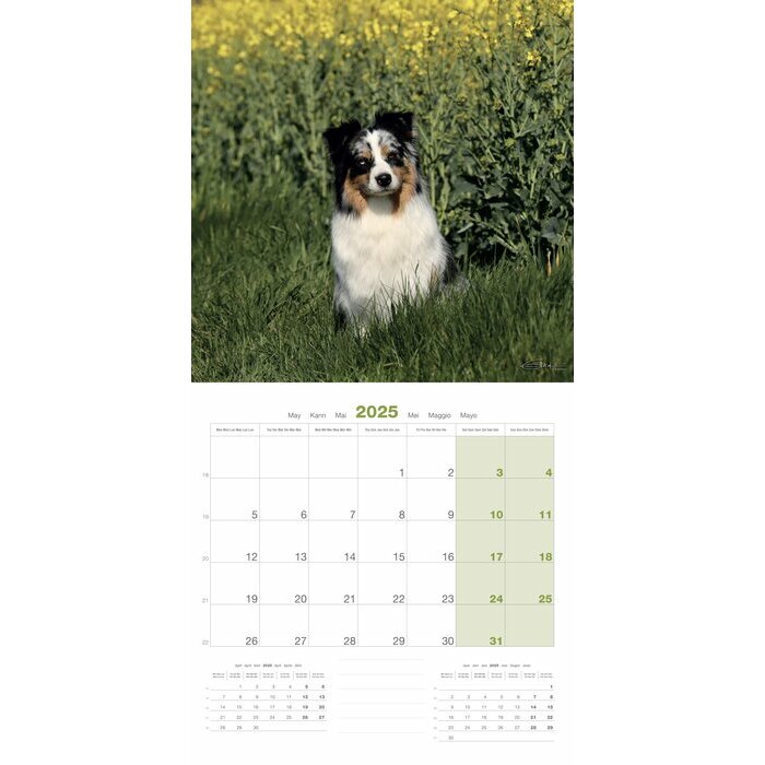 Calendrier 2025 Chien Berger Australien