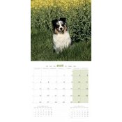 Calendrier 2025 Chien Berger Australien