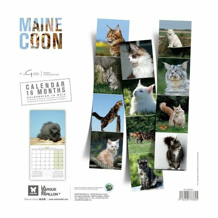 Calendrier 2025 Chat de race Maine Coon