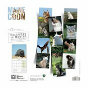 Calendrier 2025 Chat de race Maine Coon