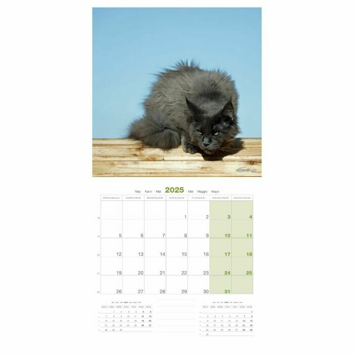 Calendrier 2025 Chat Maine Coon