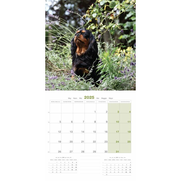 Calendrier 2025 Chien Cavalier King Charles