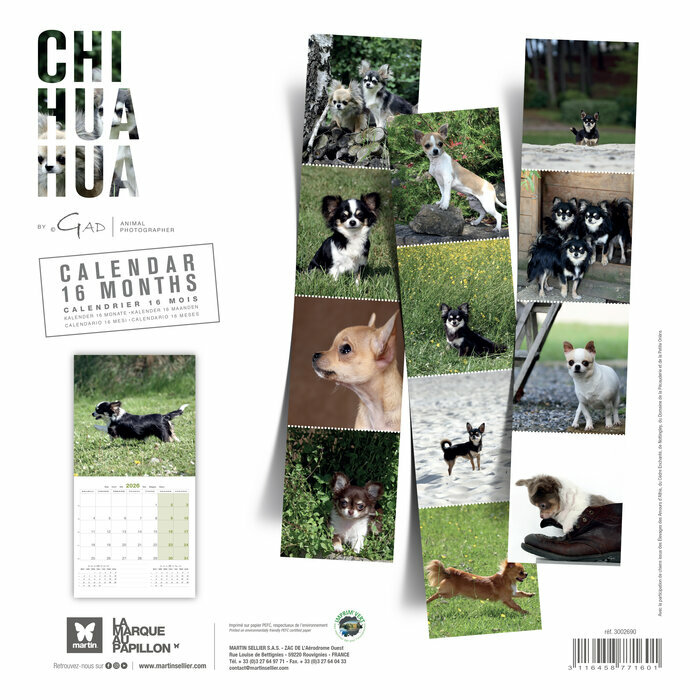 Calendrier Mural 2025 Chien Chihuahua