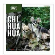 Calendrier 2025 Chien Chihuahua tous poils