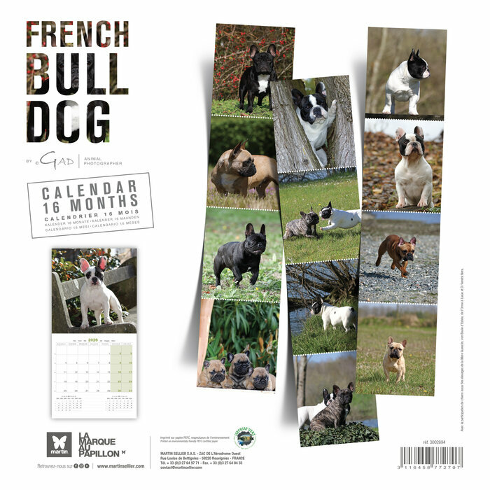 Calendrier 2025 Chien Bouledogue Français Toutes Couleurs