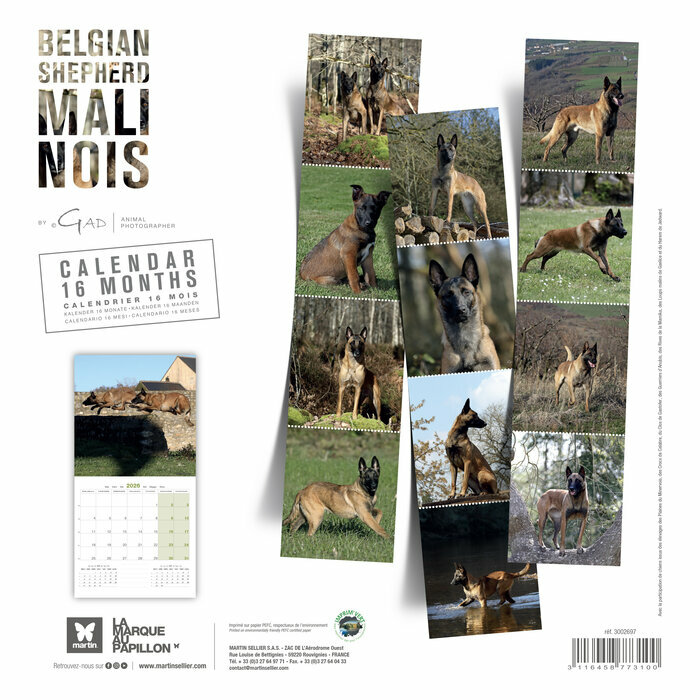 Calendrier 2025 Chien Berger Belge Malinois