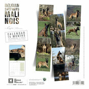 Calendrier 2025 Chien Berger Belge Malinois