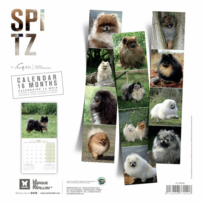Calendrier 2025 Pomeranian Chien Spitz nain