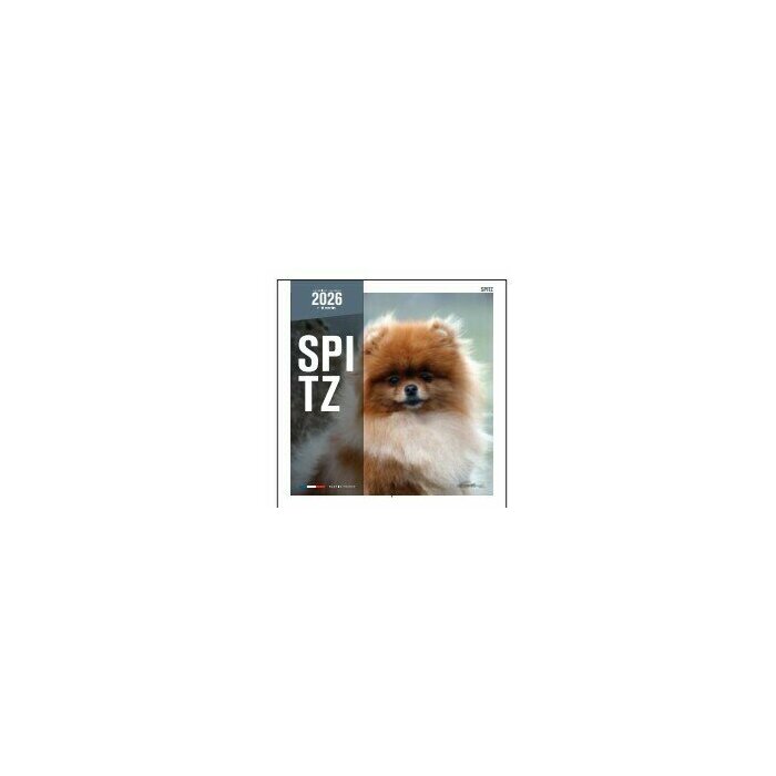 Calendrier Mural 2025 Chien Spitz nain