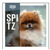 Calendrier Mural 2025 Chien Spitz nain