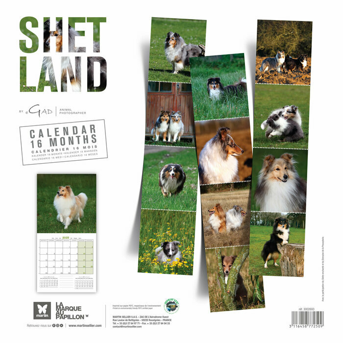 Calendrier 2025 Chien Berger des  Shetland
