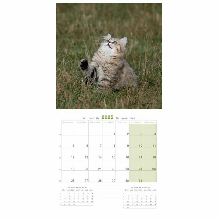 Calendrier 2025 Chatons Jardins