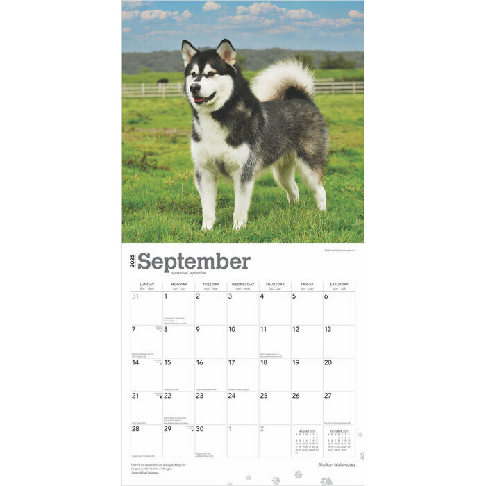 Calendrier Mural 2025 Chien Race Alaskan Malamute