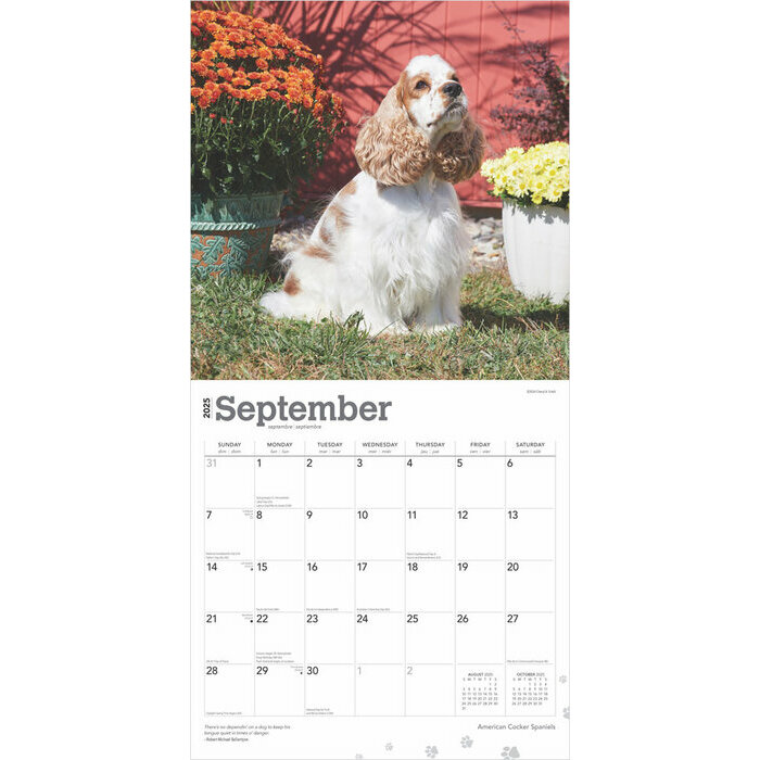 Calendrier 2025 Chien Race Cocker Amricain