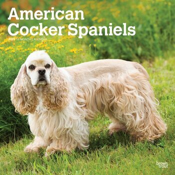 Calendrier 2025 Chien Race Cocker Américain