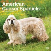 Calendrier Mural 2025 Chien Race Cocker Amricain