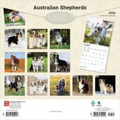 Calendrier 2026 Chien Race Berger Australien