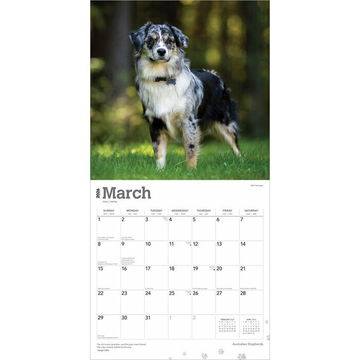 Calendrier papier 2026 Chien Race Berger Australien