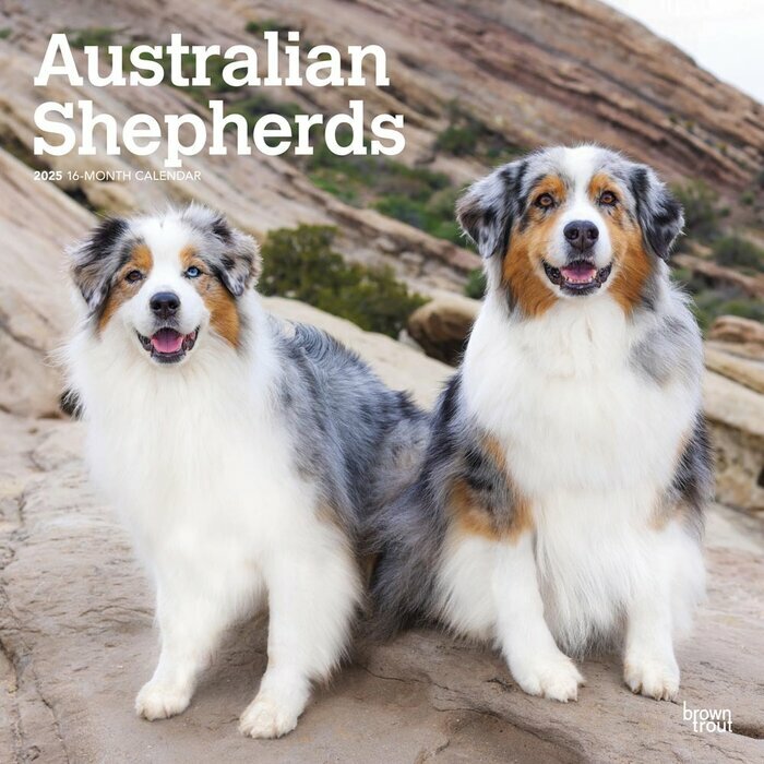 Calendrier Mural 2025 Chien Race Berger Australien