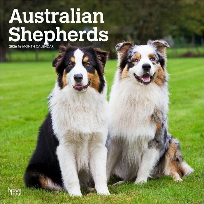 Calendrier Mural 2026 Chien Race Berger Australien