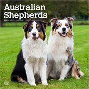 Calendrier Mural 2026 Chien Race Berger Australien