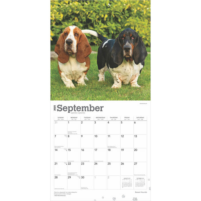 Calendrier 2025 Chien Chasse Race Basset Hound