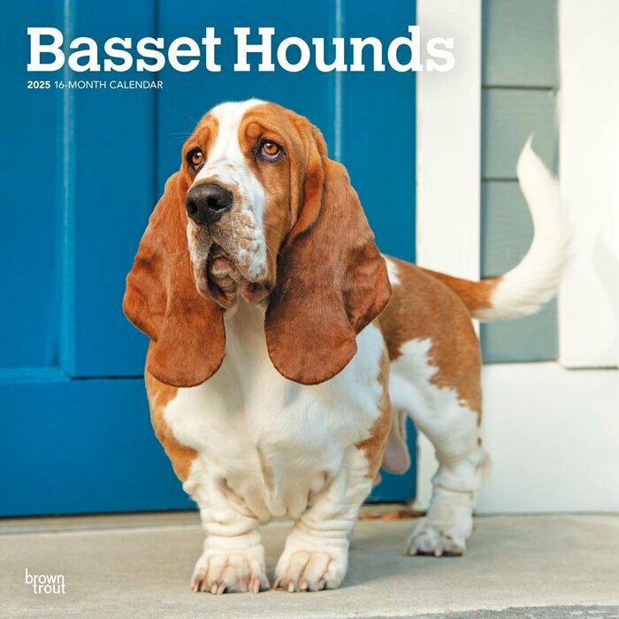 Calendrier Mural 2025 Chien Race Basset Hound