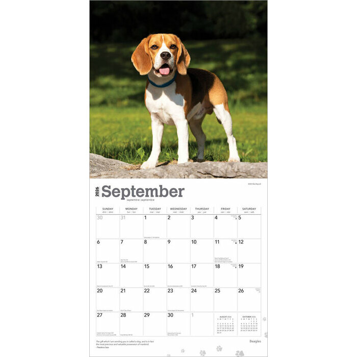 Calendrier 2025 Chien Race Beagle