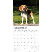Calendrier 2025 Chien Race Beagle