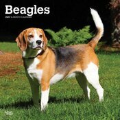 Calendrier Mural 2025 Chien Race Beagle