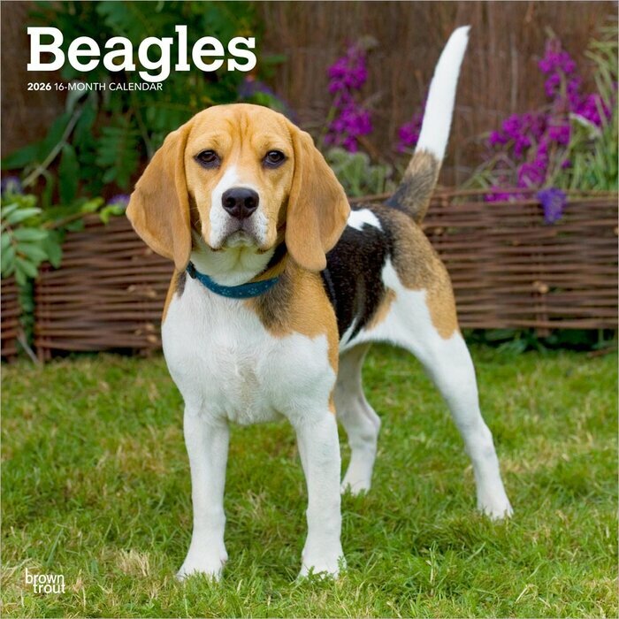Calendrier Mural 2025 Chien Race Beagle