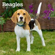 Calendrier Mural 2025 Chien Race Beagle