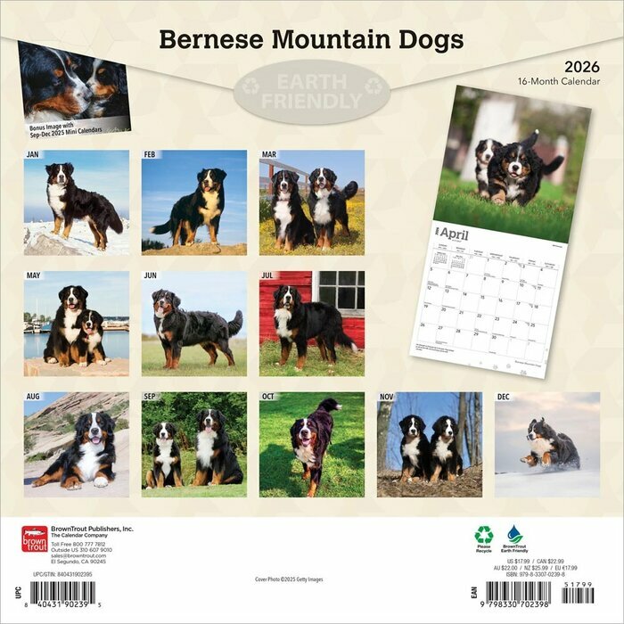Calendrier 2026 Chien Race Bouvier Bernois
