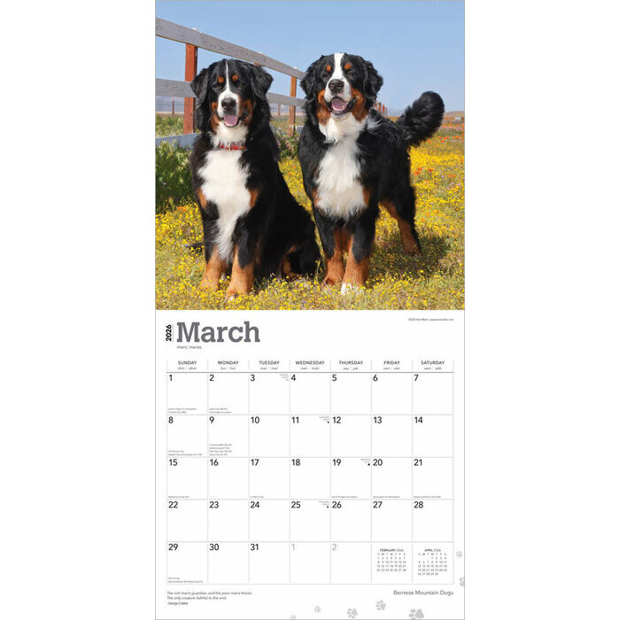 Calendrier papier 2026 Chien Race Bouvier Bernois