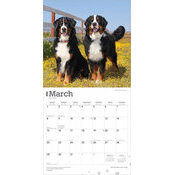 Calendrier papier 2026 Chien Race Bouvier Bernois