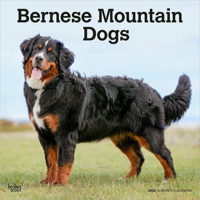Calendrier Mural 20265 Chien Race Bouvier Bernois