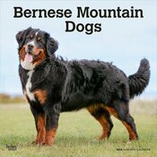 Calendrier Mural 20265 Chien Race Bouvier Bernois