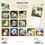 Calendrier 2026 Chien Race Bichon Fris