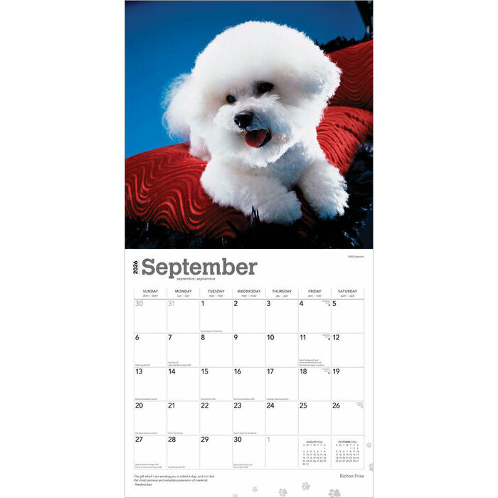 Calendrier papier 2026 Chien Race Bichon Fris