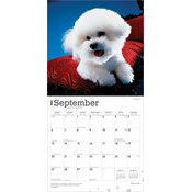 Calendrier papier 2026 Chien Race Bichon Fris