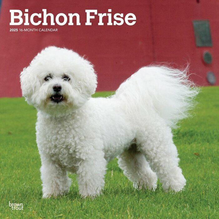 Calendrier Mural 2025 Chien Race Bichon Fris